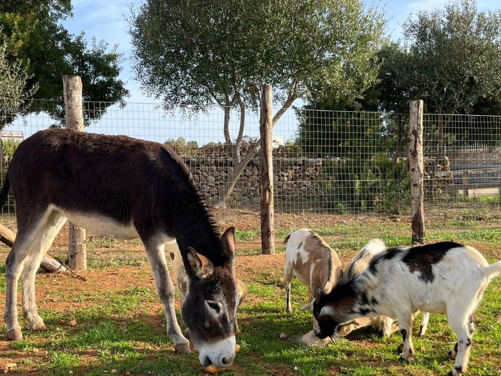 Masseria Scaledda Manduria Buitenkant foto